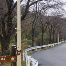 井戸の桜並木・桜開花情報