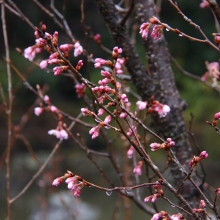 寶登山神社・桜開花情報