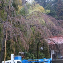 寶登山神社・桜開花情報