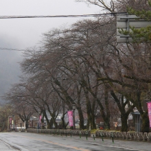 宝登山参道・桜開花情報