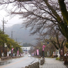 宝登山参道・桜開花情報