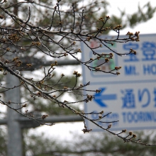 宝登山参道・桜開花情報