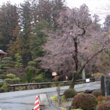 寶登山神社・桜開花情報