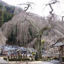 清雲寺のしだれ桜・桜開花情報