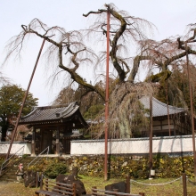 清雲寺のしだれ桜・桜開花情報