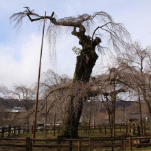 清雲寺のしだれ桜・桜開花情報