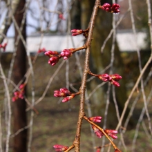 清雲寺のしだれ桜・桜開花情報