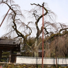 清雲寺のしだれ桜・桜開花情報