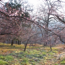 ちっちゃな桜のトンネル