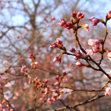 ちっちゃな桜のトンネル