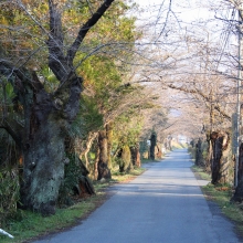 南桜通り・桜開花情報