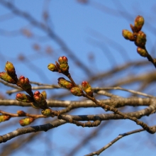 南桜通り・桜開花情報