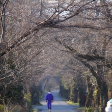 南桜通り・桜開花情報