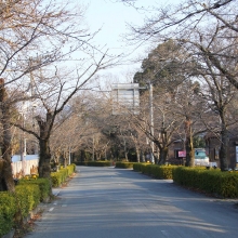 北桜通り・桜開花情報