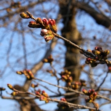 北桜通り・桜開花情報