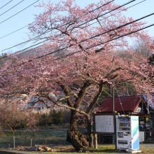 大手桜・桜開花情報