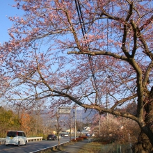 大手桜・桜開花情報