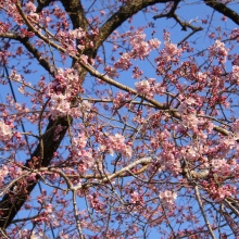 大手桜・桜開花情報