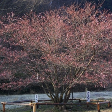 道光寺の岩田桜・桜開花情報