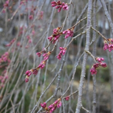 法善寺しだれ桜・桜開花情報