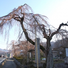 法善寺しだれ桜・桜開花情報