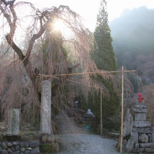 法善寺しだれ桜・桜開花情報