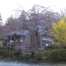 法善寺しだれ桜・桜開花情報