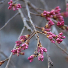 法善寺しだれ桜・桜開花情報