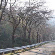 井戸の桜並木・桜開花情報