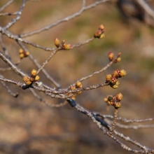 井戸の桜並木・桜開花情報