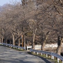 井戸の桜並木・桜開花情報