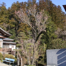 寶登山神社・桜開花情報