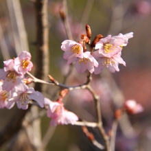 寶登山神社・桜開花情報