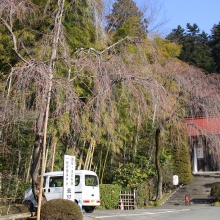 寶登山神社・桜開花情報