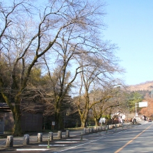 宝登山参道・桜開花情報