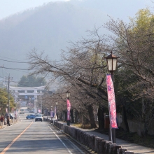 宝登山参道・桜開花情報