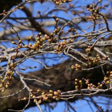 宝登山参道・桜開花情報