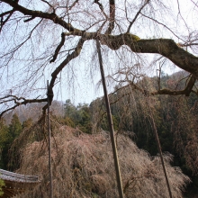 清雲寺のしだれ桜・桜開花情報