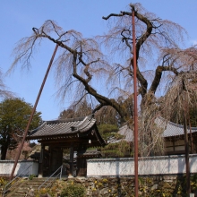 清雲寺のしだれ桜・桜開花情報