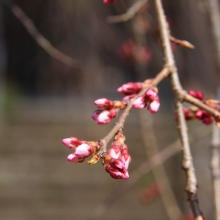 清雲寺のしだれ桜・桜開花情報