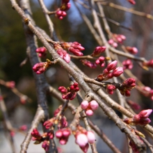 清雲寺のしだれ桜・桜開花情報