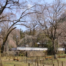 清雲寺のしだれ桜・桜開花情報