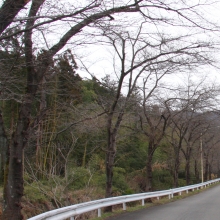 井戸の桜並木・桜開花情報