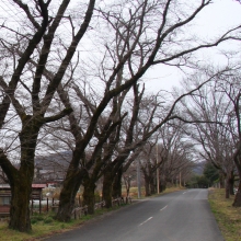 井戸の桜並木・桜開花情報