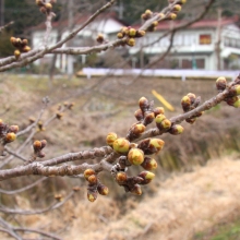 井戸の桜並木・桜開花情報