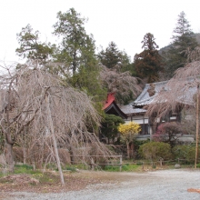 法善寺しだれ桜・桜開花情報