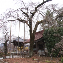 法善寺しだれ桜・桜開花情報