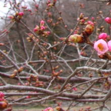 道光寺の岩田桜・桜開花情報