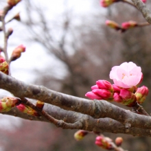 道光寺の岩田桜・桜開花情報