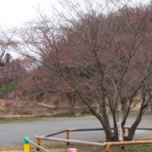 道光寺の岩田桜・桜開花情報